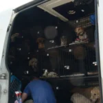 27 teils kranke Hunde –