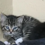 Zahlreiche Katzenbabys gerettet