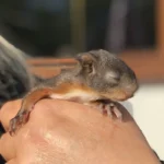 Pfotenhilfe versorgt neun verwaiste Eichhörnchenbabys