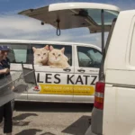 Gemeinsamer Streunerkatzeneinsatz