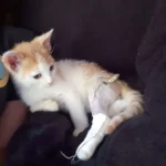 Nach Autounfall mit Katzenbaby einfach weitergefahren