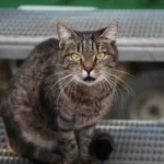 Genitalverstümmelung im Bezirk Braunau: Ergreiferprämie wird ausgesetzt