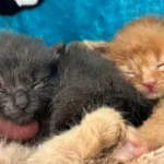 Dubioser Fall verwaister Katzenbabys vor Weltkatzentag