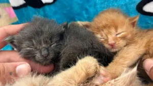 Dubioser Fall verwaister Katzenbabys vor Weltkatzentag