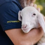 Rechnungshofbericht übertrifft Tierschützerkritik: Tierschutzgesetz wird bis zu 63 Jahre lang nicht kontrolliert!