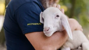Rechnungshofbericht übertrifft Tierschützerkritik: Tierschutzgesetz wird bis zu 63 Jahre lang nicht kontrolliert!