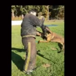 Wieder Joggerin Hunde-Opfer: Pfotenhilfe begrüßt steirisches Verbot des Beiß- und Angriffstrainings