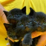 Vier hilflose Katzenbabys in Karton gefunden