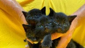 Vier hilflose Katzenbabys in Karton gefunden