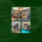 Im Karton bei Mülltonnen: Tiere schon vor Weihnachten ausgesetzt