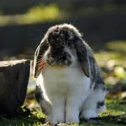 Das Kaninchen