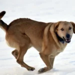 Urlaubsplanung für Hundehalter