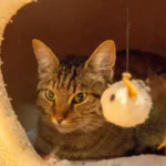 Katzenfamilie bei -15°C im Wald ausgesetzt