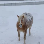 Klirrende Kälte in der PFOTENHILFE