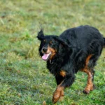 Wandern mit dem Vierbeiner