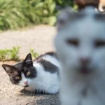 Hitze kann für Tiere zur Lebensgefahr werden