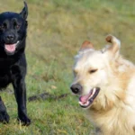 „Last-Minute-Urlaub“ mit dem Hund