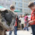 08.08.2015 Tag der Katze