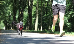 Joggen mit dem Vierbeiner