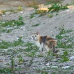 Tierische Urlaubsmitbringsel