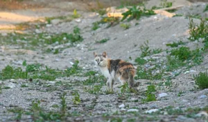 Tierische Urlaubsmitbringsel