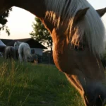 Tiere des Monats August