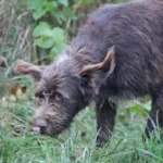 Hundegerechter Garten –