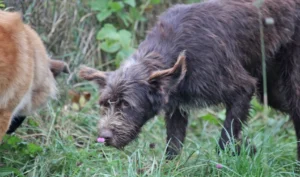 Hundegerechter Garten –