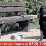 PFOTENHILFE Kinospot: