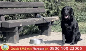 PFOTENHILFE Kinospot: