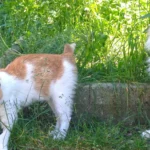 Mähunfälle mit Kleintieren