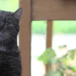 Gefahrenquelle Nummer eins für Wohnungskatzen