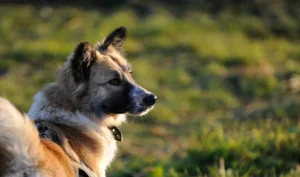 Wandern mit Hund