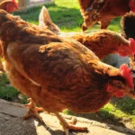 Grausamer Hühnermord