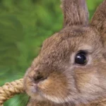 PFOTENHILFE Osterkampagne