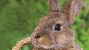 PFOTENHILFE Osterkampagne