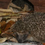 PFOTENHILFE informiert: