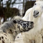 Katze in Auerbach angeschossen und Kutschenunfall in Bad Gastein