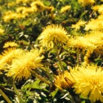 Brennnessel, Löwenzahn und Co