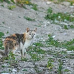PFOTENHILFE wählt die Streunerkatzen zu den Tieren des Monats Mai