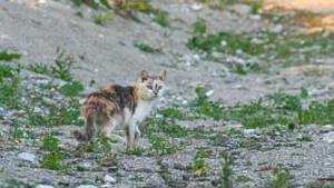 PFOTENHILFE wählt die Streunerkatzen zu den Tieren des Monats Mai