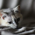 Tieren zu Ostern eine Freude machen