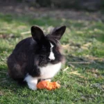 Osterhase bringt Geschenke