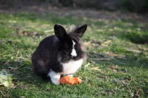 Osterhase bringt Geschenke