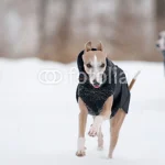 Hundekleidung Sinnvoll ?