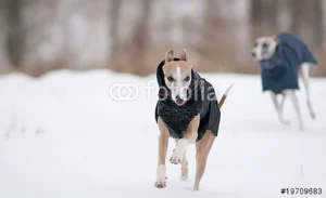 Hundekleidung Sinnvoll ?