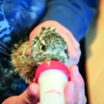 Verwaiste Feld-hasenbabys brauchen unsere Hilfe!