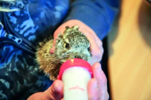 Verwaiste Feld-hasenbabys brauchen unsere Hilfe!