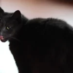 PFOTENHILFE informiert: