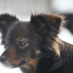 Optimale Urlaubsplanung für Tierhalter